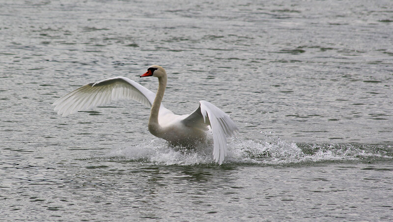White Swan Spreading Wings — Dynamic, Photograph