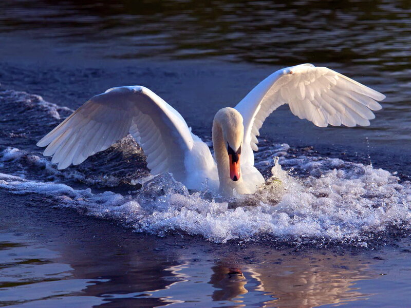 White Swan Spreading Wings — Dynamic, Sunset