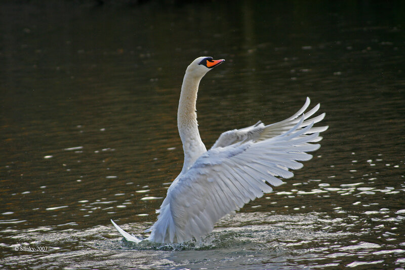 White Swan Spreading Wings — Dynamic