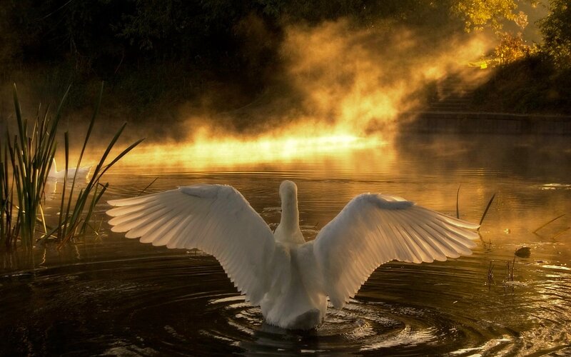 White Swan Spreading Wings — Gold