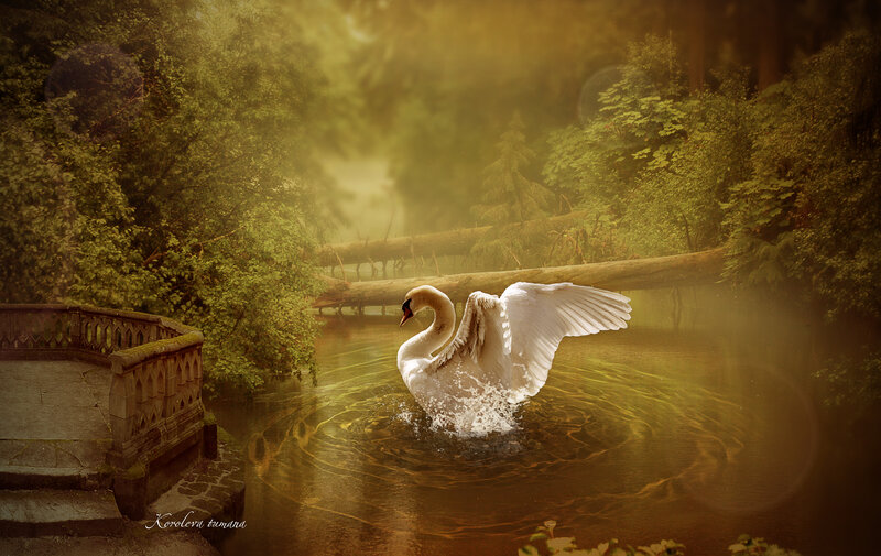 White Swan Spreading Wings — Green, Serene, Morning