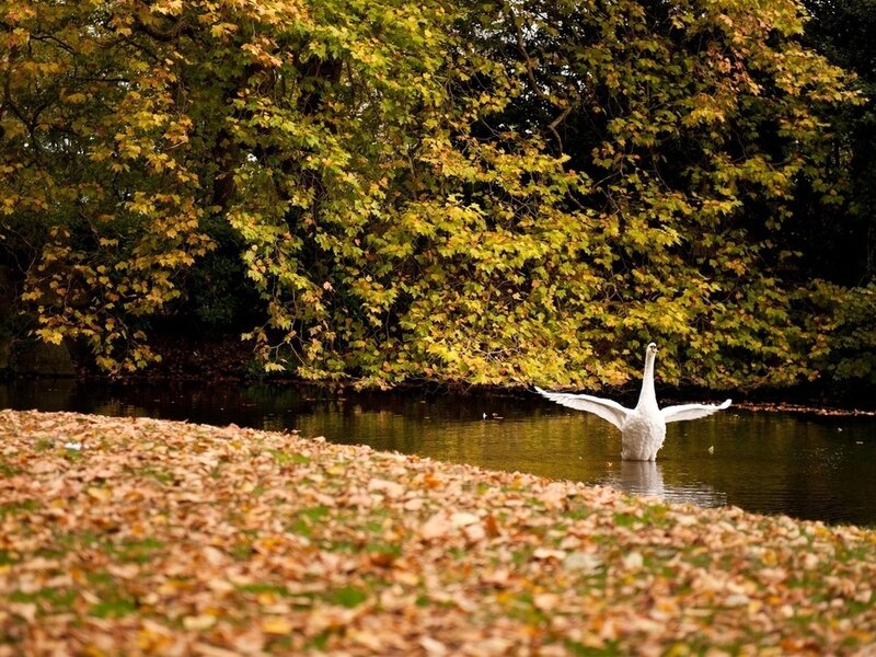 White Swan Spreading Wings — Green