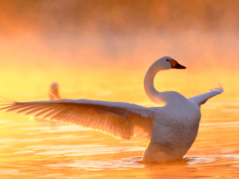 White Swan Spreading Wings — Orange
