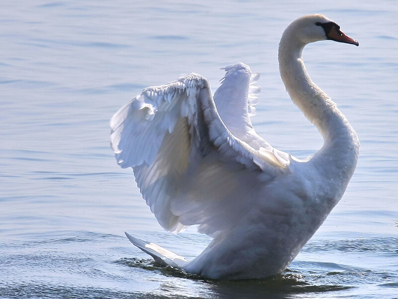 White Swan Spreading Wings — Serene, Afternoon, Photograph, Water, Sky, Blue
