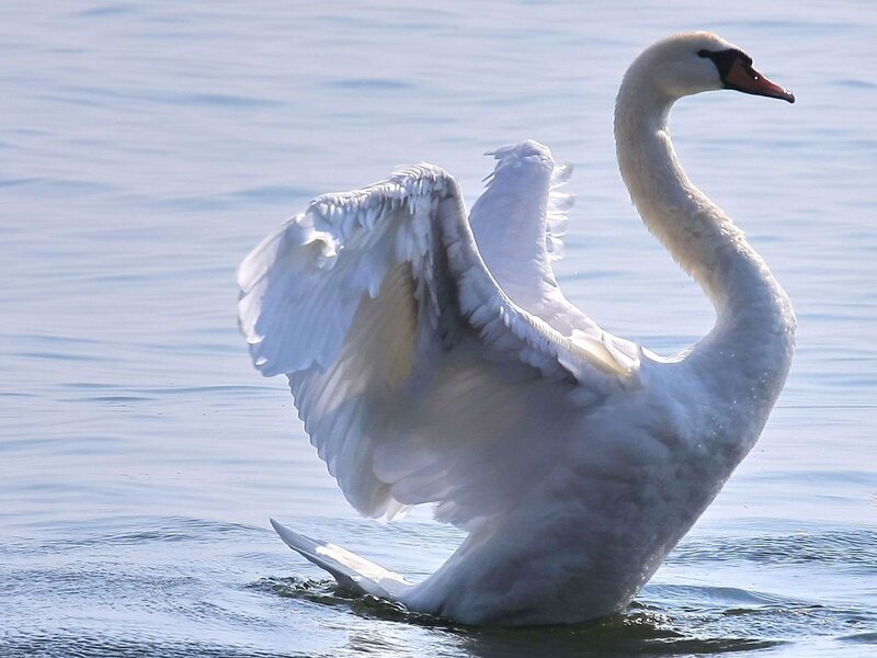 White Swan Spreading Wings — Serene, Afternoon, Photograph, Water, Sky