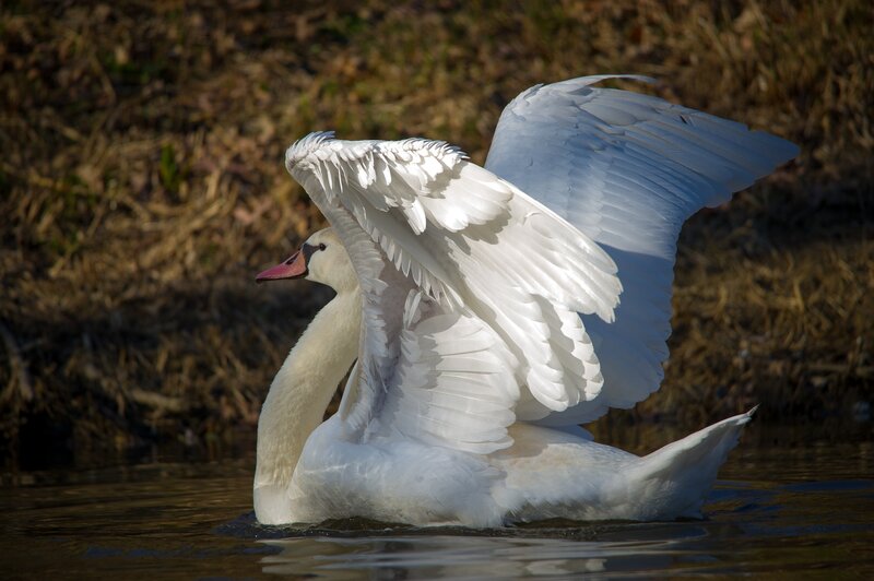White Swan Spreading Wings — Serene, Afternoon