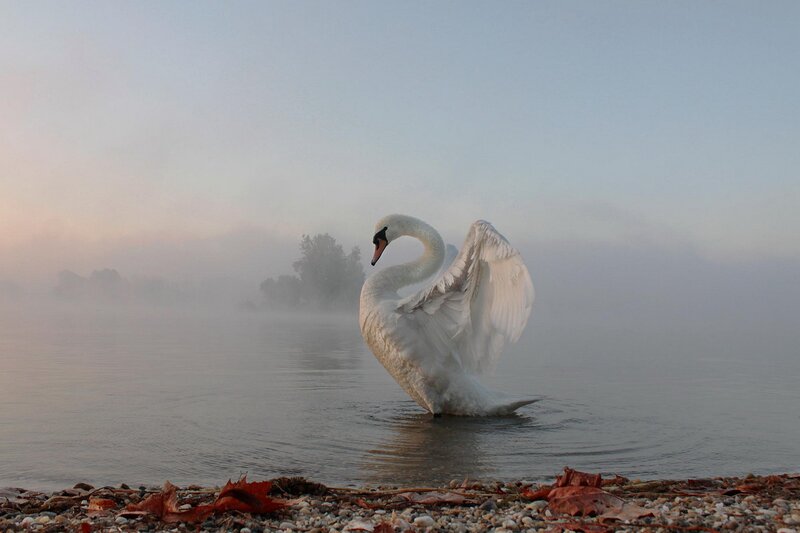 White Swan Spreading Wings — Serene, Morning, Photograph, Fog