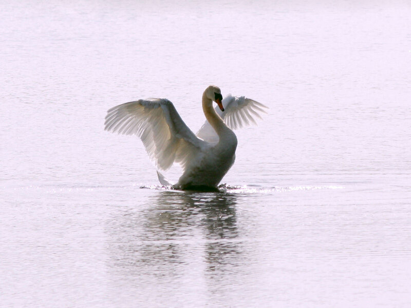 White Swan Spreading Wings — Serene, Morning, Photograph, Water, Sunlight