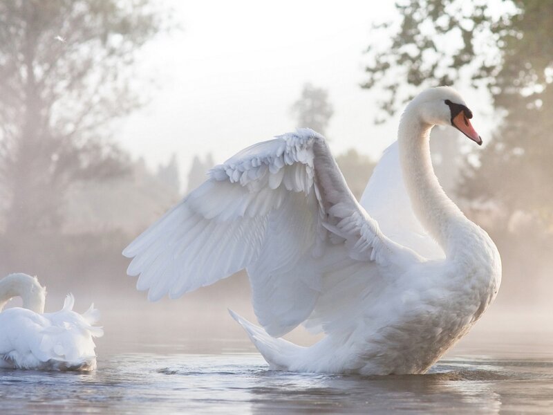 White Swan Spreading Wings — Serene, Morning, Photograph, Water
