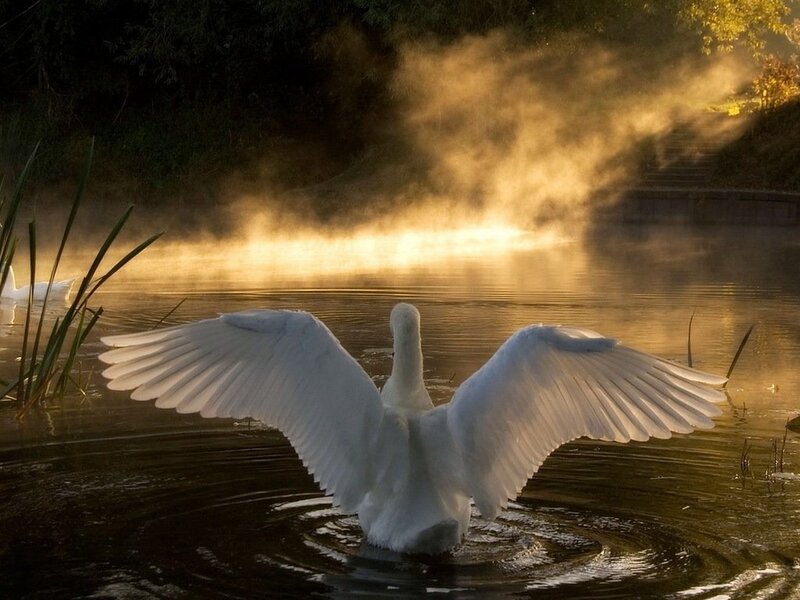 White Swan Spreading Wings — Serene, Morning