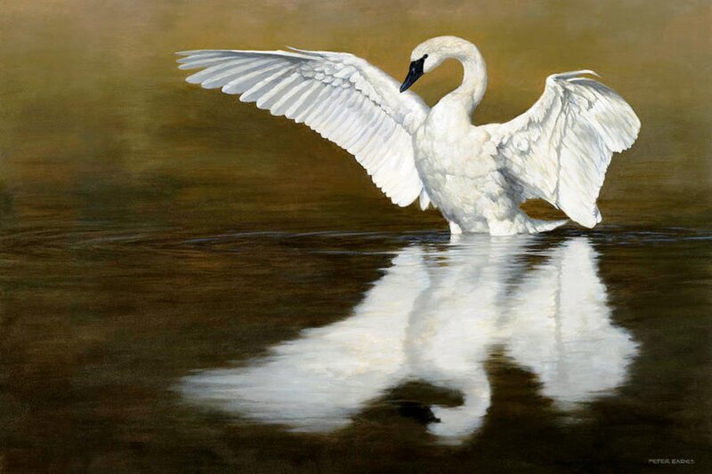 White Swan Spreading Wings — Serene, Painting