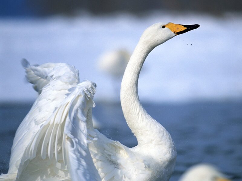 White Swan Spreading Wings — Serene, Photograph, Bird