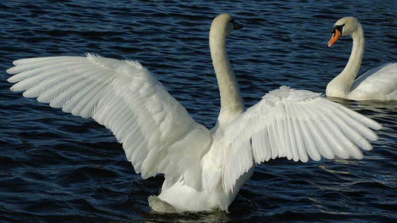 White Swan Spreading Wings — Serene, Photograph