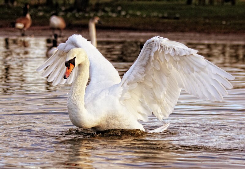 White Swan Spreading Wings — Serene, Sunset