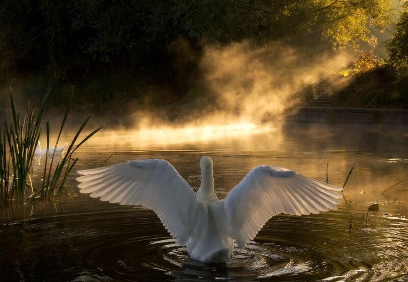 White Swan Spreading Wings — Serene