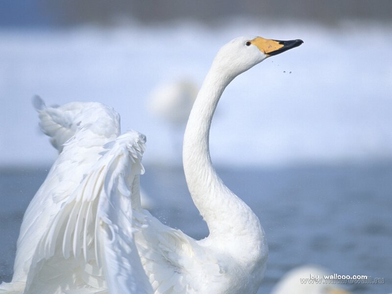 White Swan Spreading Wings — Serene, Winter, Photograph