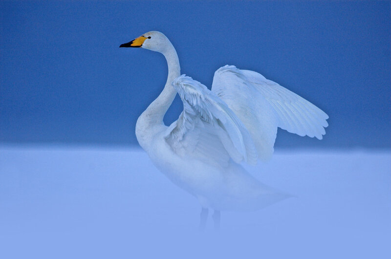 White Swan Spreading Wings — Serene, Winter