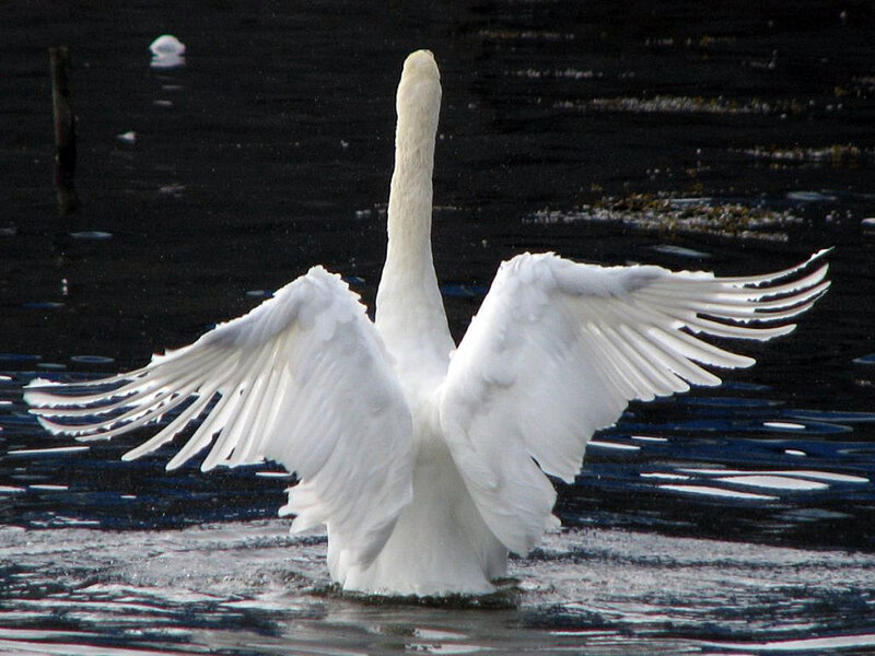 White swan spreading wings