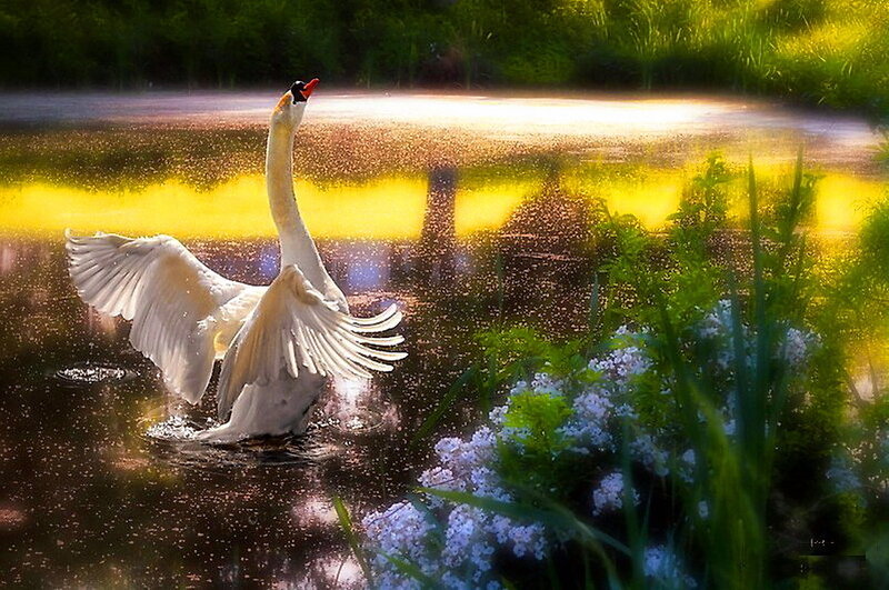 White Swan Spreading Wings — Yellow