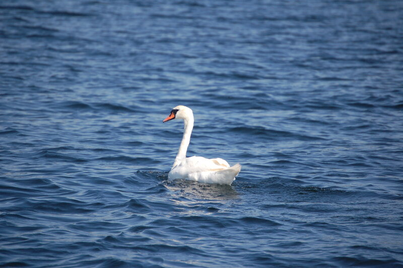 White Swan Swimming — Blue