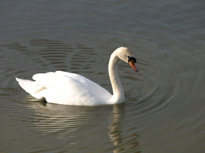 White Swan Swimming — Calm, Afternoon