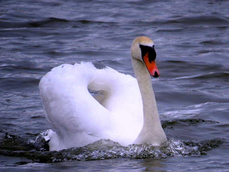 White Swan Swimming — Calm, Photograph