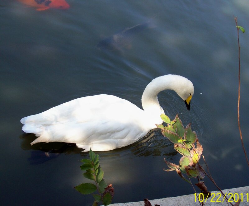White Swan Swimming — Calm