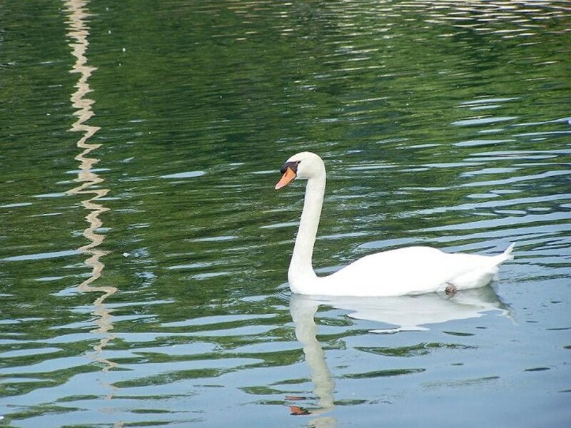 White Swan Swimming — Green, Serene