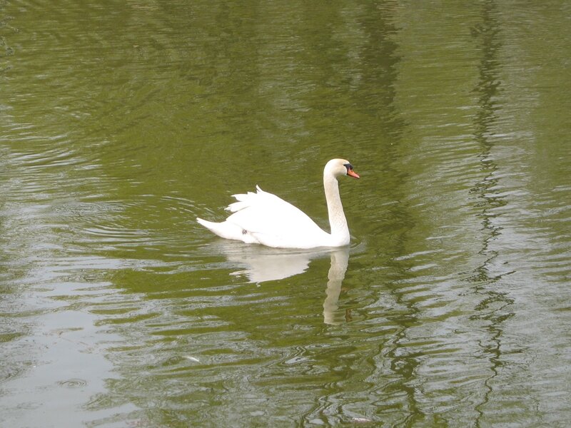 White Swan Swimming — Green