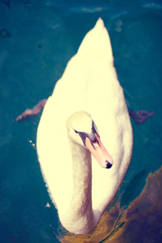 white swan swimming in blue water