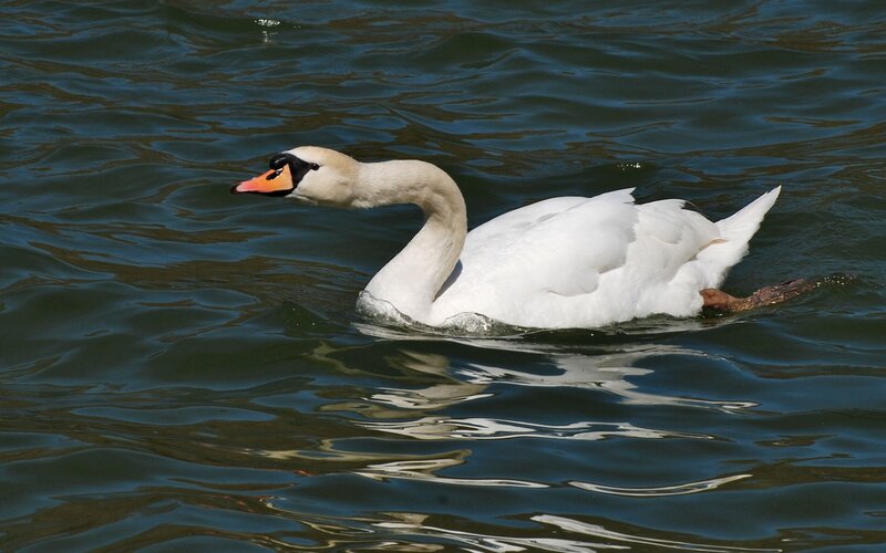 White swan swimming in water