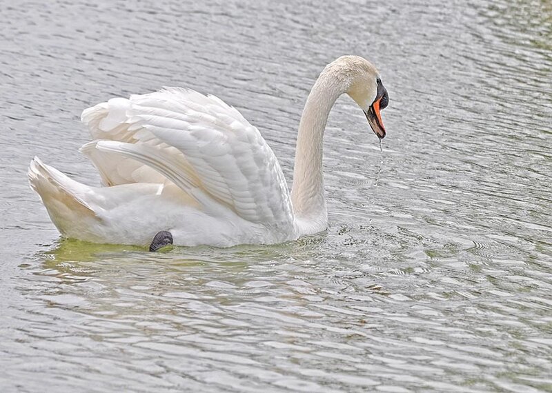 White swan swimming in water