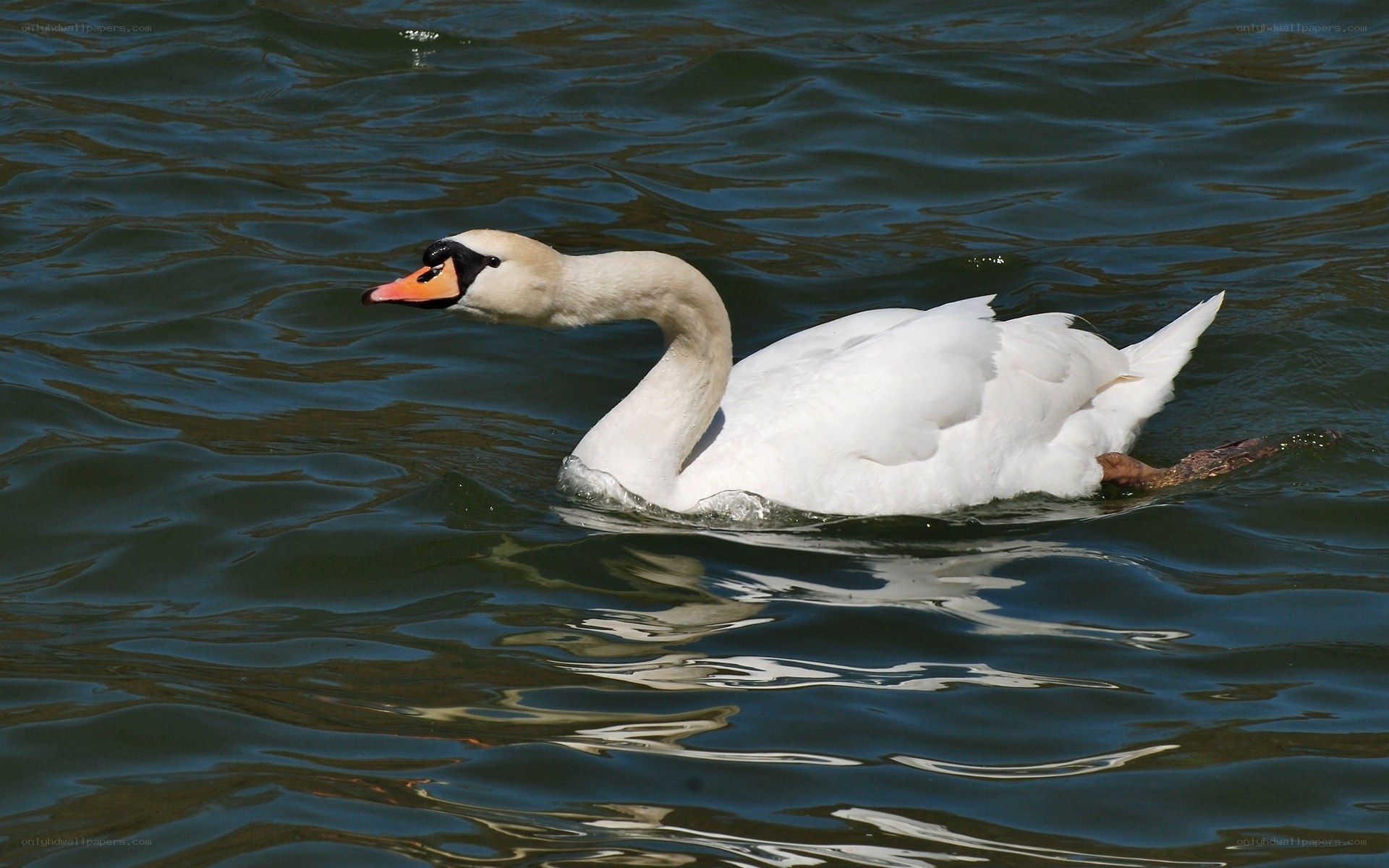 White swan swimming in water