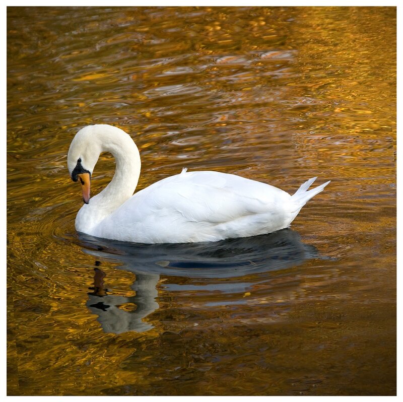 White Swan Swimming — Serene, Autumn