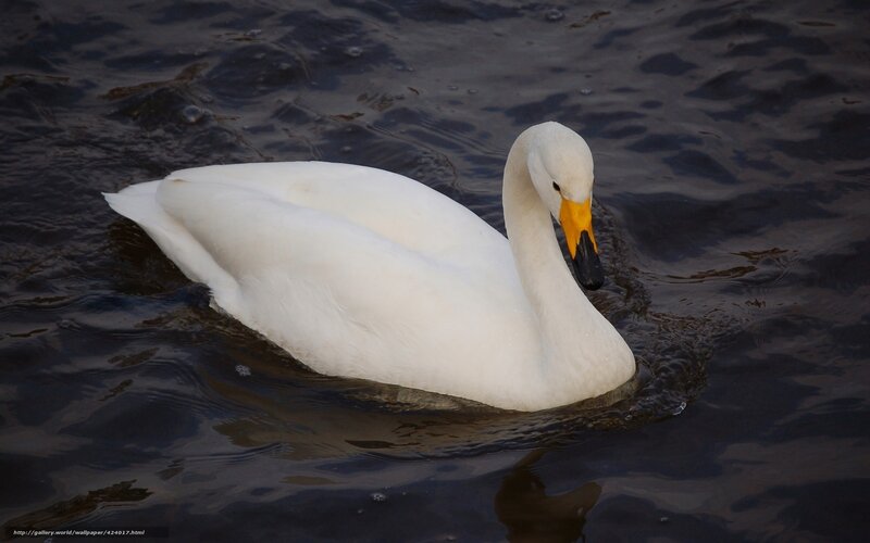 White Swan Swimming — Serene, Photograph