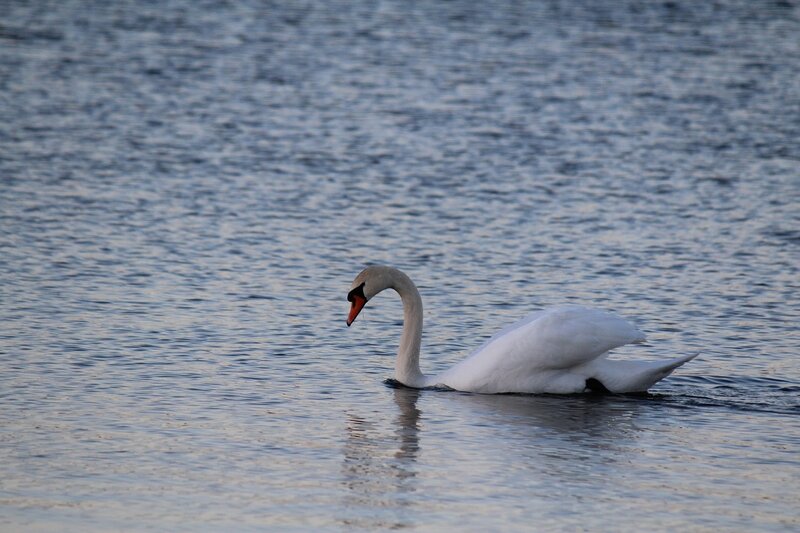 White Swan Swimming — Serene, Sunset