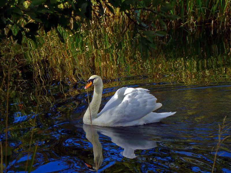 White Swan Swimming — Serene