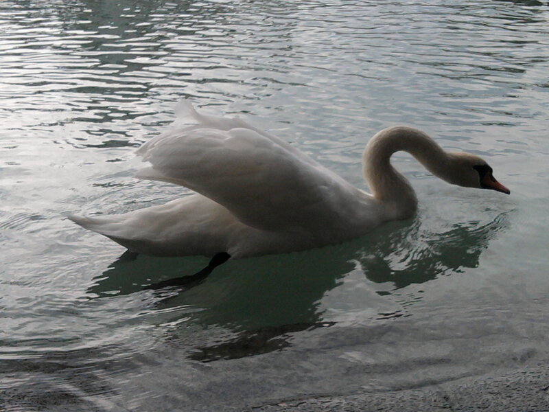 White Swan Swimming