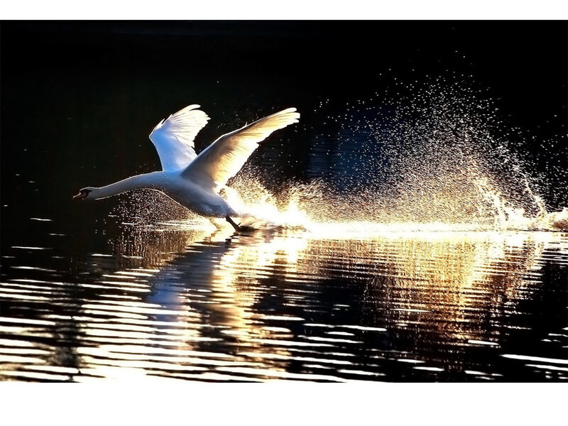 White Swan Taking Off — Black
