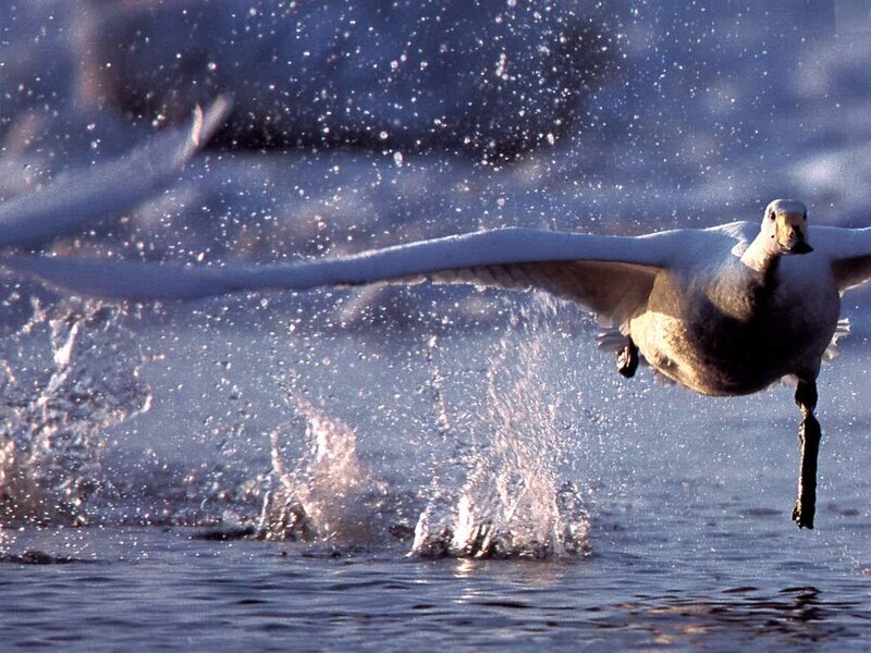 White Swan Taking Off — Blue, Dynamic