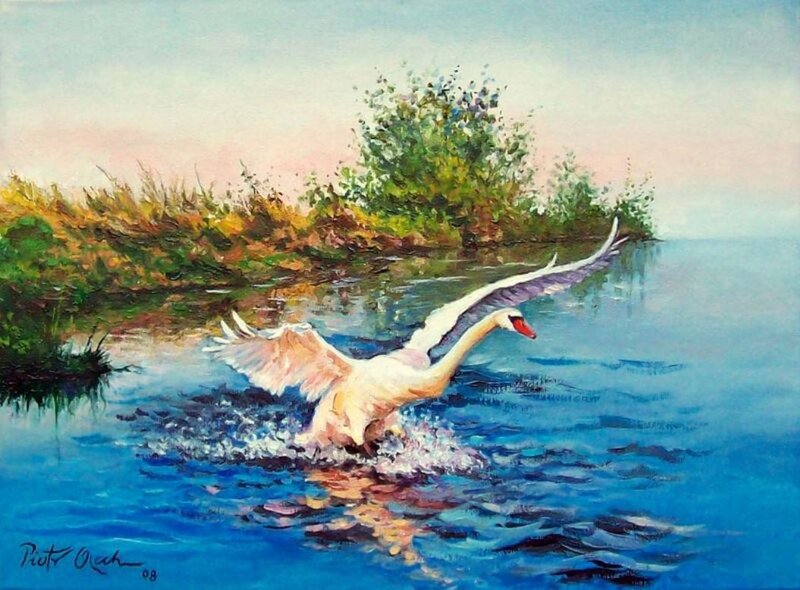 White Swan Taking Off — Blue, Serene