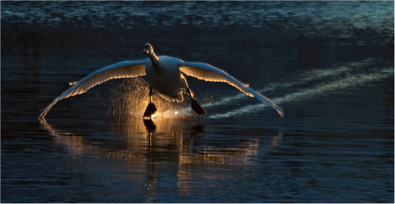 White Swan Taking Off — Blue