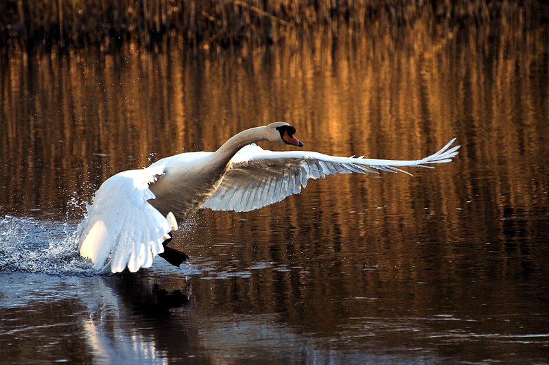 White Swan Taking Off — Brown