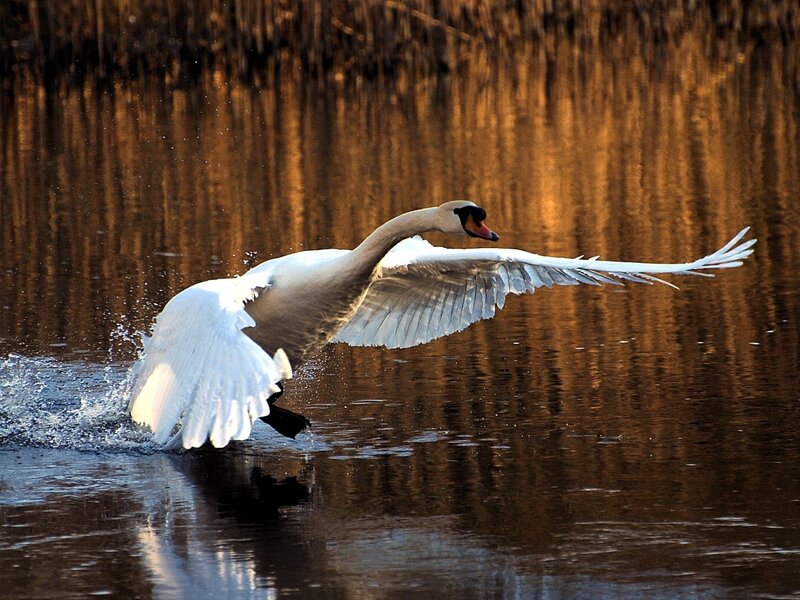 White Swan Taking Off — Dramatic, Sunset, Photograph