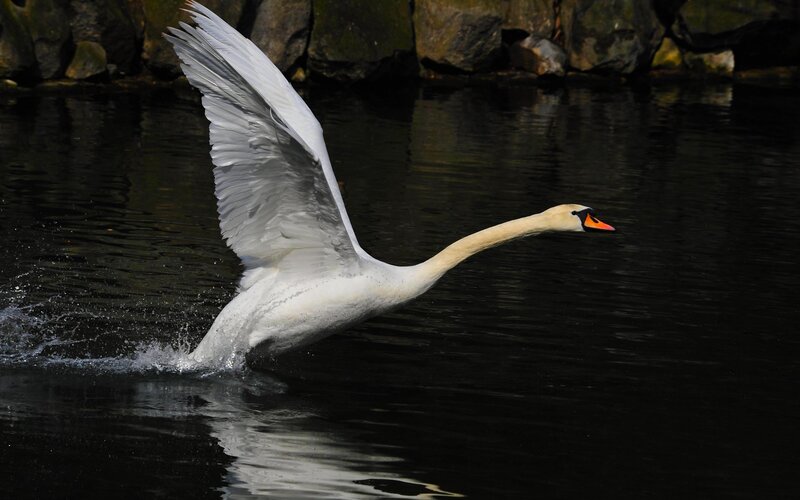 White Swan Taking Off — Dramatic