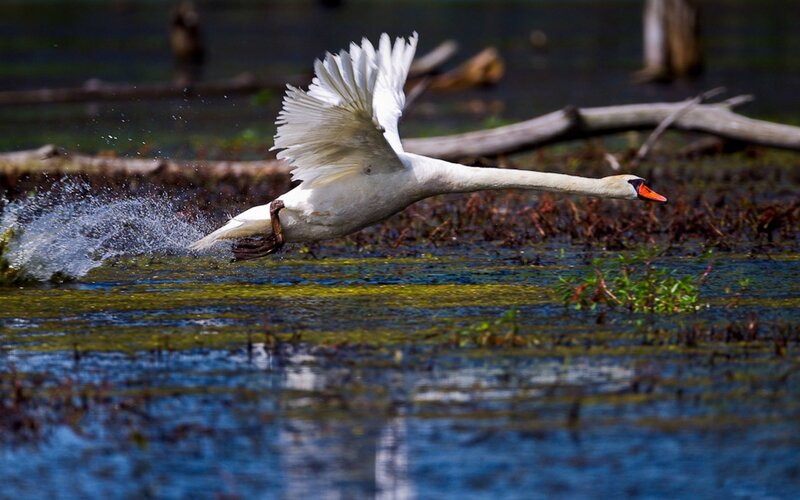 White Swan Taking Off — Dynamic, Afternoon, Photograph, Water
