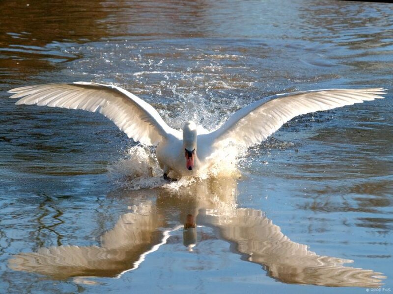 White Swan Taking Off — Dynamic, Afternoon