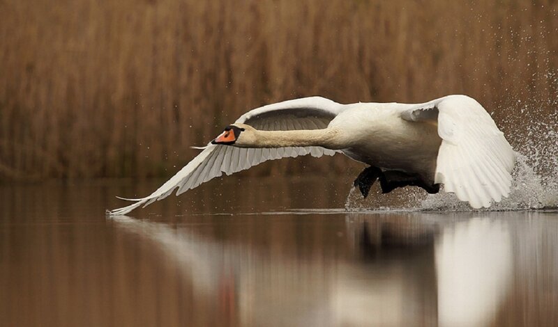 White Swan Taking Off — Dynamic