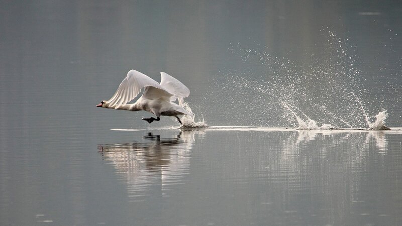 White Swan Taking Off — Gray