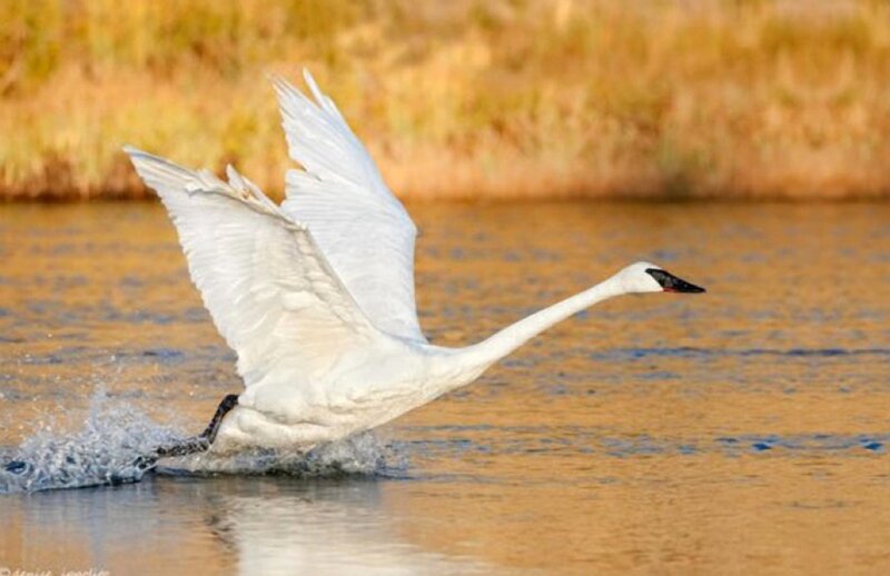 White Swan Taking Off